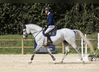Westphalian, Stallion, 10 years, 16.3 hh, Grey