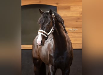 Westphalian, Stallion, 11 years, 16 hh, Smoky-Black