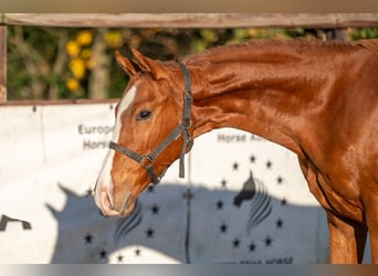 Westphalian, Stallion, 1 year, 14.3 hh, Chestnut-Red