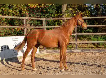 Westphalian, Stallion, 1 year, 14,3 hh, Chestnut-Red