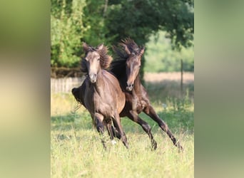 Westphalian, Stallion, 1 year, 15,1 hh, Buckskin