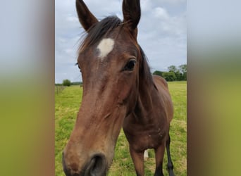 Westphalian, Stallion, 1 year, 16.1 hh, Bay-Dark