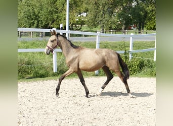 Westphalian, Stallion, 1 year, 16.1 hh, Buckskin