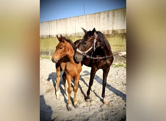 Westfale, Hengst, 1 Jahr, 16,2 hh, Brauner