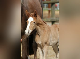 Westphalian, Stallion, 1 year, 16,2 hh, Chestnut-Red