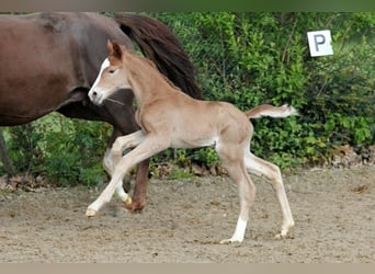 Westphalian, Stallion, 1 year, 16,2 hh, Chestnut-Red