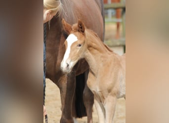 Westphalian, Stallion, 1 year, 16,2 hh, Chestnut-Red