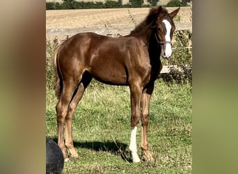 Westphalian, Stallion, 1 year, 16,2 hh, Chestnut