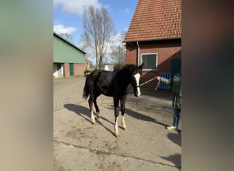 Westphalian, Stallion, 1 year, 16,3 hh, Black