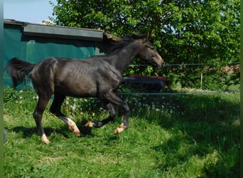 Westphalian, Stallion, 1 year, 16.3 hh, Can be white