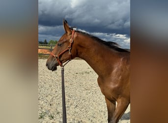 Westphalian, Stallion, 1 year, 16 hh, Brown