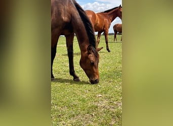 Westphalian, Stallion, 1 year, 16,1 hh, Brown