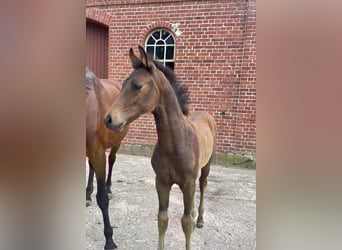 Westphalian, Stallion, 1 year, 16,1 hh, Brown