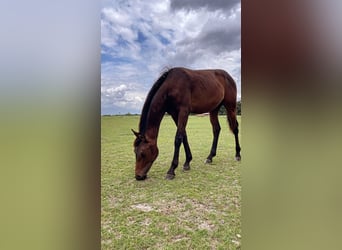 Westphalian, Stallion, 1 year, 16,1 hh, Brown