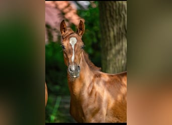 Westphalian, Stallion, 1 year, 16,2 hh, Bay-Dark