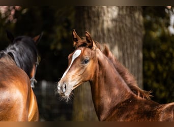 Westphalian, Stallion, 1 year, 16,2 hh, Bay-Dark