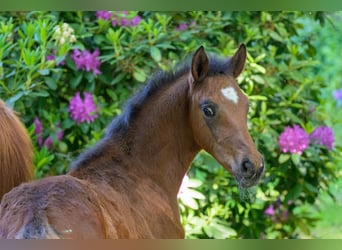 Westphalian, Stallion, 1 year, 16,2 hh, Brown