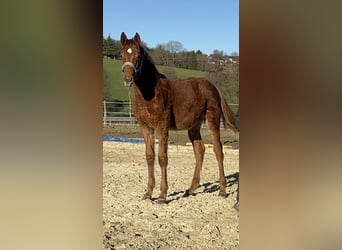 Westphalian, Stallion, 1 year, 17 hh, Chestnut-Red