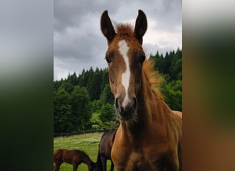 Westphalian, Stallion, 1 year, 17 hh, Chestnut-Red