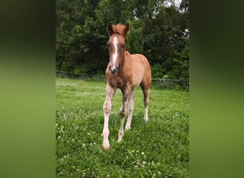 Westphalian, Stallion, 1 year, 17 hh, Chestnut-Red
