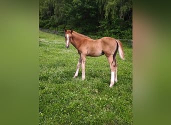Westphalian, Stallion, 1 year, 17 hh, Chestnut-Red