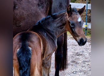 Westphalian, Stallion, 1 year, Bay-Dark