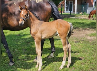 Westphalian, Stallion, 1 year, Bay-Dark