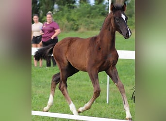 Westphalian, Stallion, 1 year, Bay-Dark