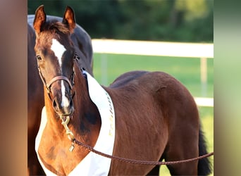 Westphalian, Stallion, 1 year, Bay-Dark