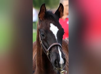 Westphalian, Stallion, 1 year, Bay-Dark