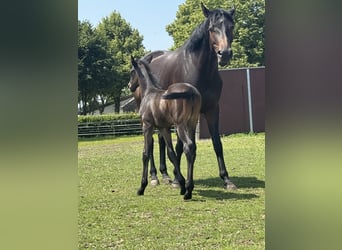 Westphalian, Stallion, 1 year, Bay-Dark
