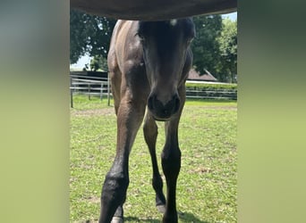 Westphalian, Stallion, 1 year, Bay-Dark