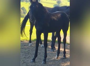 Westphalian, Stallion, 1 year, Black
