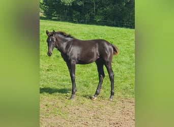 Westphalian, Stallion, 1 year, Black
