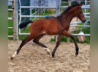 Westphalian, Stallion, 1 year, Brown