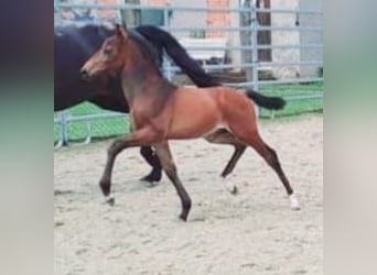 Westphalian, Stallion, 1 year, Brown