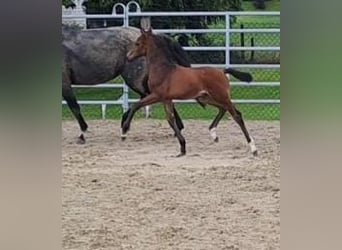 Westphalian, Stallion, 1 year, Brown