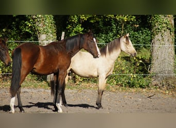 Westphalian, Stallion, 1 year, Brown