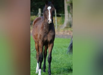 Westphalian, Stallion, 1 year, Brown