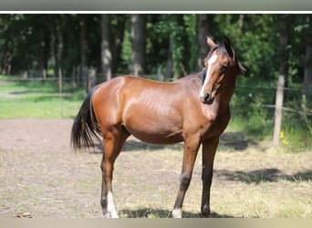 Westphalian, Stallion, 1 year, Brown