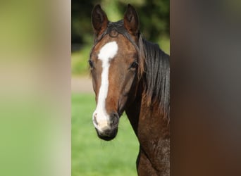 Westphalian, Stallion, 1 year, Brown