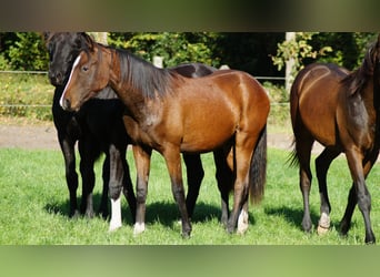 Westphalian, Stallion, 1 year, Brown