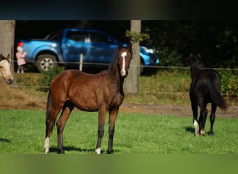 Westphalian, Stallion, 1 year, Brown