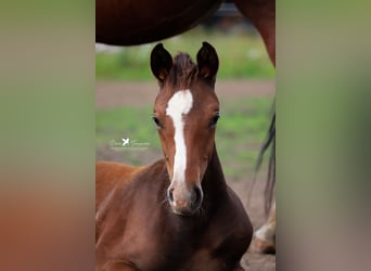 Westphalian, Stallion, 1 year, Brown