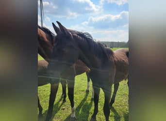 Westphalian, Stallion, 1 year, Brown