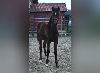 Westphalian, Stallion, 1 year, Brown