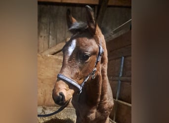 Westphalian, Stallion, 1 year, Brown