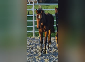 Westphalian, Stallion, 1 year, Brown