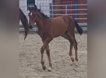 Westphalian, Stallion, 1 year, Brown