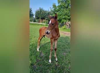 Westphalian, Stallion, 1 year, Brown